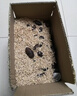 品吉味蠶蛹  東北特產(chǎn)柞蠶蛹  鮮活大體蟬蛹黃黑蠶蛹500g  活體繭蛹 A級(jí)大黑蠶蛹一斤【4-5cm】 曬單實(shí)拍圖