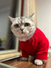 華元寵具（hoopet）貓咪衣服春節(jié)過年毛衣秋冬保暖冬季貓衣服防掉毛寵物新年國潮棉衣 【新年】老頭毛衣（偏大） XL：胸圍50cm【建議10-14斤】 曬單實拍圖