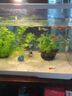 最萌魚(yú)缸水族箱客廳帶蓋透明家用小型生態(tài)創(chuàng  )意造景辦公室桌面缸金魚(yú)缸 30.5*18.5*18.5【套餐二】 曬單實(shí)拍圖
