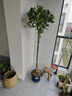 花財主天堂鳥(niǎo)盆栽辦公室大型綠植客廳盆栽家用吸甲醛凈化空氣綠植 檸檬樹(shù)1.6-1.8m【編織盆】 曬單實(shí)拍圖
