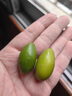 世果達(dá)青橄欖潮汕新鮮青果廣東水果現(xiàn)摘煲湯泡茶油甘果白欖酸澀回甘 青橄欖5斤裝 曬單實拍圖