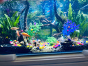 西游水族魚缸水族箱超白玻璃客廳小型迷你桌面免換水家用小金魚缸生態(tài)造景 長(zhǎng)50*寬26*高30-茂木款造景全套 曬單實(shí)拍圖