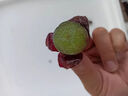 京配嘉果陜西特產(chǎn)滬太8號當季新鮮葡萄正宗西安戶縣戶太八號水果禮盒 2斤 【手工挑選】（無禮盒） 曬單實拍圖