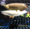速倍妥龍魚(yú)藥水活力配方維生素水族藥劑維他命龍魟魚(yú)營(yíng)養液魚(yú)能源B增 活力維生素 5000/ML 曬單實(shí)拍圖