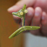 騎猴趕馬（產(chǎn)地直發(fā)）蘇州太湖莼菜 新鮮有機蔬菜 利川西湖莼菜野菜馬蹄菜 新鮮采摘-產(chǎn)地直送 9瓶【300g/瓶】瓶裝 曬單實拍圖