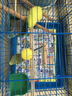 朗繽 鸚鵡活體鳥活物虎皮鸚鵡幼鳥玄鳳寵物鳥說話鳥雛鳥活體 藍(lán)色+黃色虎皮（一公一母） 曬單實拍圖