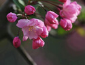 海棠樹(shù)苗庭院地栽高桿西府海棠垂絲海棠花耐寒植物花北美海棠帶土 精品：5公分【樹(shù)形優(yōu)美】海棠樹(shù) 曬單實(shí)拍圖