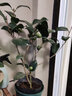 克瑞墨大牡丹茶花樹(shù)苗盆栽美國大紅四季庭院花卉帶花苞濃香型室內四季茶花花草林木種植庭院樹(shù)風(fēng)景樹(shù)開(kāi)花茶花 3.5年 (42cm~50cm) 含盆 曬單實(shí)拍圖