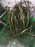 江影清菖蒲草虎香味水培苗綠植物盆景須花卉微景觀(guān)辦公盆栽附石昌蒲 中窩(20-30苗左右) 不含盆 曬單實(shí)拍圖