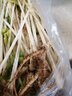 良知農哥四川白芹菜 老品種現挖香芹菜細芹菜水芹菜 2斤 曬單實(shí)拍圖