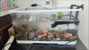 闊庭魚缸烏龜缸桌面透明生態(tài)魚缸客廳水族箱 烏龜缸【30黑色·升級款】 曬單實拍圖