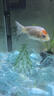 勝畫(huà)魚(yú)缸造景擺件冰藍琉璃水晶石水族箱斗魚(yú)缸創(chuàng  )意裝飾魚(yú)缸造景石 【冰藍】約7-10顆左右（10-15cm魚(yú)缸） 曬單實(shí)拍圖
