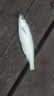 達億瓦DAIWA達億瓦水滴輪PD106/cc80/cr80/pr100泛用輕量速比路亞魚(yú)線(xiàn)輪 PD106 7.3速比【微物型】 左手型【國行正品】 曬單實(shí)拍圖