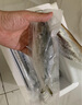 皆鄰東山島生態(tài)養殖巴浪魚(yú)竹莢魚(yú)深海海鮮水產(chǎn)順豐冷鏈直發(fā)2-3條/1斤 生態(tài)養殖巴浪魚(yú)4-6條/2斤 曬單實(shí)拍圖