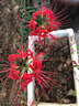 春枝韻（6顆帶盆）彼岸花球種 曼珠沙華花庭院盆栽石蒜花球種 6個球 紅色+6個花盆+肥料套裝 其他 曬單實拍圖