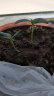 家庭种植蔬菜种子孑籽大全四季播种阳台盆栽农家小菜园有机 肉丝瓜种子2包 实拍图
