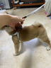 puppytie狗狗牽引繩背心式遛狗繩泰迪狗繩子調(diào)節(jié)牽引繩中小型犬胸背帶 工業(yè)灰-胸背+牽引繩 XS-超小型建議 4-10斤 曬單實拍圖