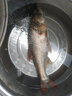 老G巨物方塊餌海竿餌野釣鯽魚(yú)羅非鯉魚(yú)打窩魚(yú)餌留魚(yú)魚(yú)餌拋竿 老G方塊浮釣鰱鳙16塊1包 曬單實(shí)拍圖
