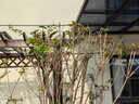 桂花樹(shù)苗桂花樹(shù)大樹(shù)庭院花卉金桂丹桂四季常青盆栽室外地栽濃香型 【別墅推薦】5公分粗金桂高1.8米-2.2米 #20 曬單實(shí)拍圖