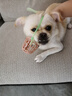 養(yǎng)只寵物（YOUNGER PET）狗狗嘴套防咬防叫防亂吃口罩小型犬寵物嘴罩泰迪用品大型狗套狗罩 尼龍綁帶狗嘴套 2號(hào)（嘴圍18cm以內(nèi)8-15斤） 曬單實(shí)拍圖