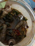 三只海豚青島麻辣釘螺去尾即食罐裝熟食撈汁小海鮮海螺絲香辣海錐丁醉釘錐 麻辣釘螺 2罐 曬單實(shí)拍圖