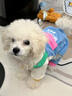 MIKI PAD狗狗衣服小型犬春秋款貓咪衣服四腳衣可牽引小狗衣服泰迪比熊 藍(lán)色口袋背帶褲 S背長(zhǎng)25cm（參考體重1-5斤） 曬單實(shí)拍圖