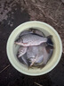 化氏魚餌不空軍鰱鳙版鯉魚餌料春季腥香野釣鯽魚餌魚食化氏 秋冬鯽鯉魚通殺套餐 曬單實(shí)拍圖