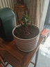 京佳樂(lè )倒掛金鐘栽苗室內綠植燈籠栽苗 玫紅色/D23【單瓣】 不帶盆 曬單實(shí)拍圖
