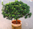 蘇藝緣雀舌羅漢松盆景樹(shù)苗大葉小米雀舌羅漢松陽(yáng)臺庭院羅漢松樹(shù)苗 2公分粗【80-1米左右】 原土球發(fā)貨 曬單實(shí)拍圖