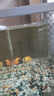 金魚(yú)（Jinyu）【精品高質(zhì)】蘭壽金魚(yú)淡水錦鯉觀(guān)賞魚(yú)國粹耐活好養 蘭壽3條6-7CM【顏色隨機】 曬單實(shí)拍圖