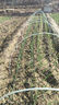 玻璃纖維桿100根拱棚大小支架菜棚保溫棚花棚玻纖桿農(nóng)用拱竿骨架 白色 6毫米粗 2.米長 100根 曬單實拍圖