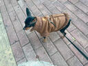 曇蓓漫狗狗衣服泰迪小型犬服裝秋冬狗狗衣服小型犬比熊衣服保暖小狗衣服 【桃皮絨馬甲-棕色】 L （建議6-8.5斤寵物） 舒適親膚/防寒保暖 曬單實(shí)拍圖