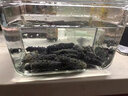 喵和漁 淡干海參禮盒干貨遼寧滋補海參禮盒裝海參海鮮水產(chǎn) 250g（20-30只）禮盒裝 曬單實拍圖
