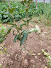 芥圃芒果樹(shù)苗 官方旗艦 嫁接芒果苗大金煌芒四季紅貴妃南方種植果樹(shù)苗 凱特芒果苗【帶土帶葉發(fā)貨】 2年苗 高度：60-80公分 曬單實(shí)拍圖