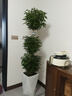 植季幸福樹(shù)盆栽植物辦公室內好養盆景凈化空氣吸甲醛大型綠植客廳擺放 三層幸福樹(shù)1.5-1.7m原生膠盆 曬單實(shí)拍圖