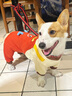 MIKI PAD狗狗衣服小型犬春秋薄款比熊泰迪雪納瑞貓咪衣服四腳背帶褲可牽引 薯條背帶褲 XXL背長(cháng)45cm(參考體重15-20斤) 曬單實(shí)拍圖