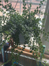 蝴蝶之舞 百萬(wàn)心吊蘭植物室內(nèi)陽(yáng)臺(tái)多肉串錢藤花卉四季常青盆栽吊籃新奇綠植 百萬(wàn)心25顆左右大盆發(fā)貨 原盆發(fā)貨 曬單實(shí)拍圖