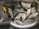 AFW綁好魚(yú)鉤成品子線(xiàn)雙鉤鬼牙伊勢尼伊豆有倒刺魚(yú)鉤套裝漁釣鉤魚(yú)線(xiàn) 鬼牙伊勢尼8#子線(xiàn)3.0號10組裝 曬單實(shí)拍圖