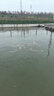 衛漁二氧化氯泡騰片水產(chǎn)養殖專(zhuān)用小龍蝦蟹魚(yú)池用水庫魚(yú)塘殺菌消毒片劑 二氧化氯泡騰片10kg/桶 曬單實(shí)拍圖