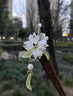 芠拉2025新款玉蘭花木質(zhì)發(fā)簪簡約盤發(fā)頭飾鈴蘭花復(fù)古旗袍配飾流蘇漢服 A2028-1玉蘭花苞發(fā)簪A23-105 曬單實拍圖