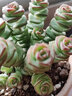 錢(qián)串子盆栽 彩色錢(qián)串多肉大盆多肉植物錢(qián)串子多頭群生罕見(jiàn)肉肉室 彩色錢(qián)串錦6-9頭【帶盆栽好】 曬單實(shí)拍圖