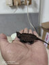 原種大鱷大型鱷龜大小雜活體人工養殖寵物觀(guān)賞龜大型鱷龜 高級精品純種大鱷有紅蚯蚓會(huì )釣魚(yú)，挑龜：tiyia9 5-6cm冷水單獨精養可冷水過(guò)冬 曬單實(shí)拍圖