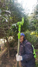 TOMSPOWER電動(dòng)加長(cháng)桿綠籬機充電式高枝修剪機鋰電高空鋸托馬斯園林綠化伸縮 3.2米彎刀伸縮+30A(10小時(shí)) 曬單實(shí)拍圖