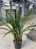 翁源蘭花白墨老種墨蘭素心花濃香好養室內除甲醛陽(yáng)臺綠植花卉盆栽 白墨8苗【大壯苗】簡(jiǎn)易盆土 曬單實(shí)拍圖