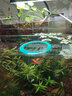 森森魚(yú)缸除藻劑除青苔不傷魚(yú)去苔劑除綠褐絲藻黑毛去藻綠水除苔素 258ml 曬單實(shí)拍圖