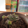 納格蘭多肉植物 綠植盆栽 桌面綠植 迷你植物 觀(guān)音蓮 曬單實(shí)拍圖