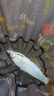 一味 化氏方形魚護競技黑坑新款漁護速干小型野釣加厚方形涂膠防掛 35cm 2.5m 方口便攜-【帶魚護包】 曬單實拍圖