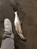 小早川日本原裝進(jìn)口路亞線(xiàn)專(zhuān)用PE線(xiàn)大力馬魚(yú)線(xiàn) 強拉力正品100米 2號 曬單實(shí)拍圖