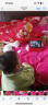 小度智能屏1S 触屏音箱 Wi-Fi/蓝牙音响 语音控制 视频通话 老人小孩陪伴礼物 红 京东小家 礼物 实拍图