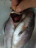 鮮喜利米魚舟山特大米魚冷凍海鮮鮸魚敏魚海捕野生鮮活水產(chǎn)生鮮鰲魚 3條裝 8-10兩/條 曬單實拍圖